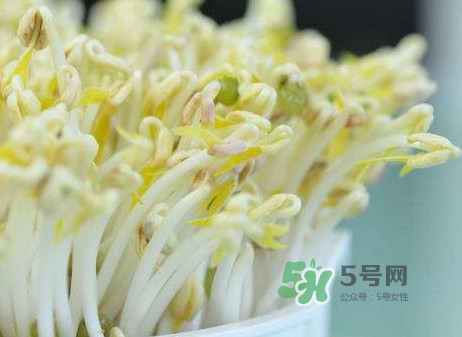 >豆芽什么季节吃？豆芽什么时候有