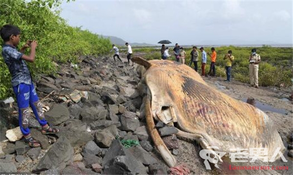 >12米鲸鱼搁浅死亡 鲸鱼搁浅的原因是什么