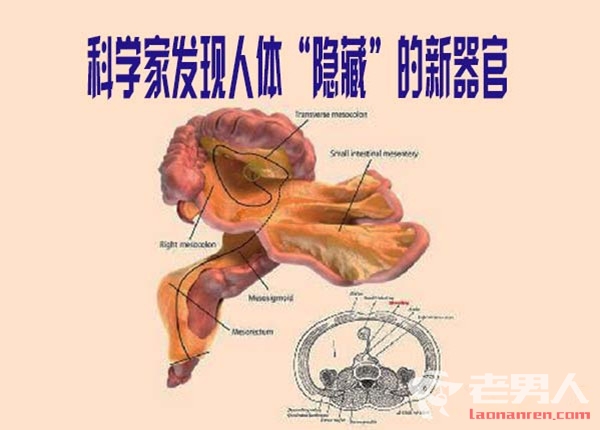 >科学家发现新器官 可能是最大的人体器官