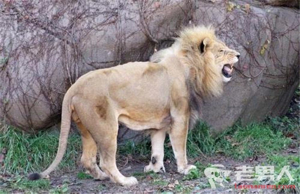 印度男子翻入狮园 被动物园2只大狮子当场咬死