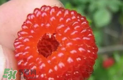 孕妇可以吃山莓吗？孕妇能不能吃山莓