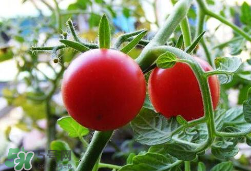 七月份能种西红柿吗？七月份大棚能种番茄吗？