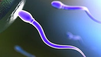 >【精子存活时间】精子存活率低怎么办_精子和卵子结合需要多长时间