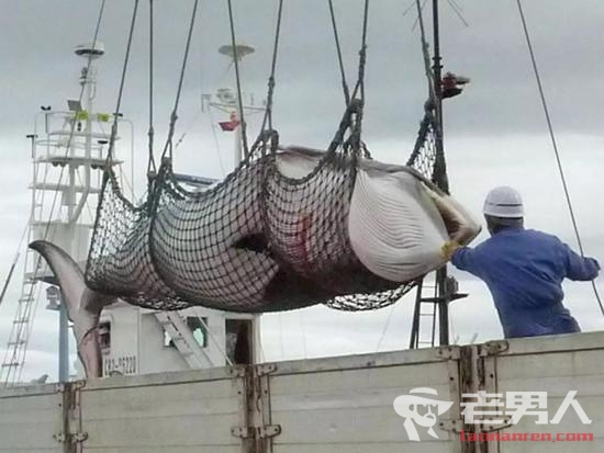 >日本捕杀122头怀孕母鲸及114头幼鲸 辩称“科学研究”