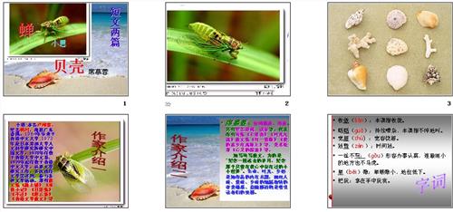 初一年级第三课小思的蝉和席慕容的贝壳