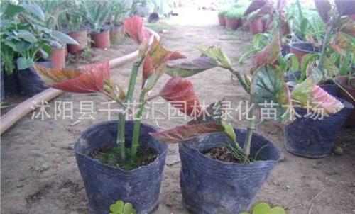 >【推荐】竹节海棠图片 竹节海棠的养殖方法