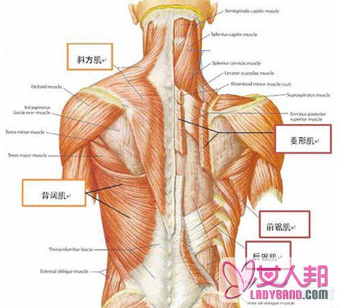 后背肌的组图 4步练出性感背肌