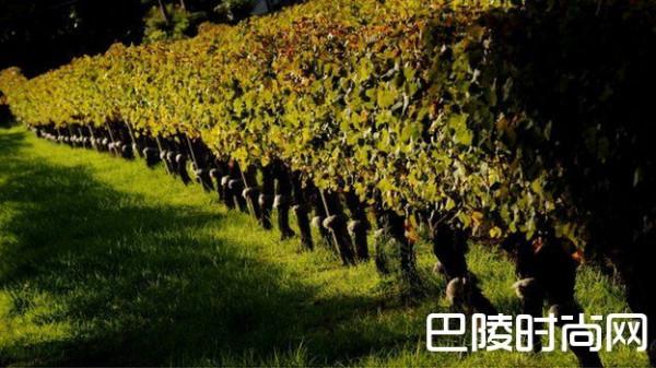 麦格根：澳大利亚葡萄酒在中国发展机遇良多