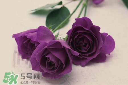 >情人节可以送紫玫瑰吗？情人节送紫玫瑰好吗？