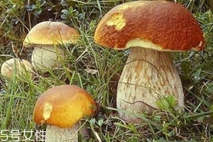 >牛肝菌苦的能吃吗 尽量不要食用