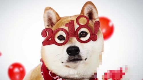 新年神曲百狗贺岁曲 将100只狗狗声音编成了一段音乐