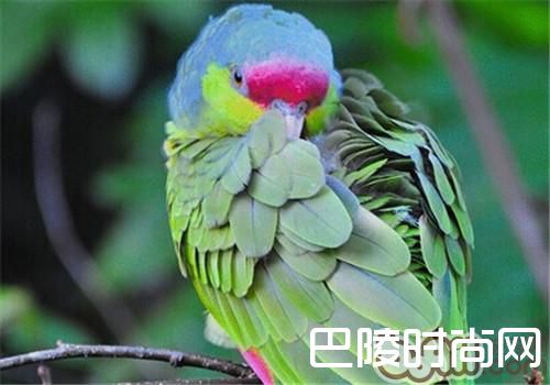 紫冠亚马逊鹦鹉价格及智商 紫冠亚马逊鹦鹉好养吗多少钱一只