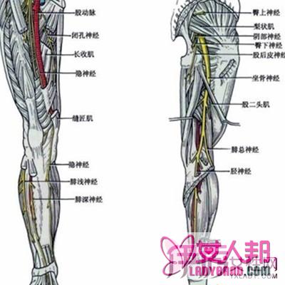 >盘点坐骨神经痛症状 带你认识其中危害