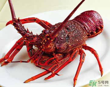 澳洲龙虾是淡水的吗？澳洲龙虾是海鲜吗？