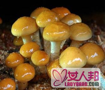 >【滑子菇的营养价值】滑子菇的功效与作用_孕妇能吃滑子菇吗