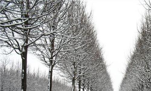 >冬天作文600字 描写冬天的作文600字:我爱冬天的景色