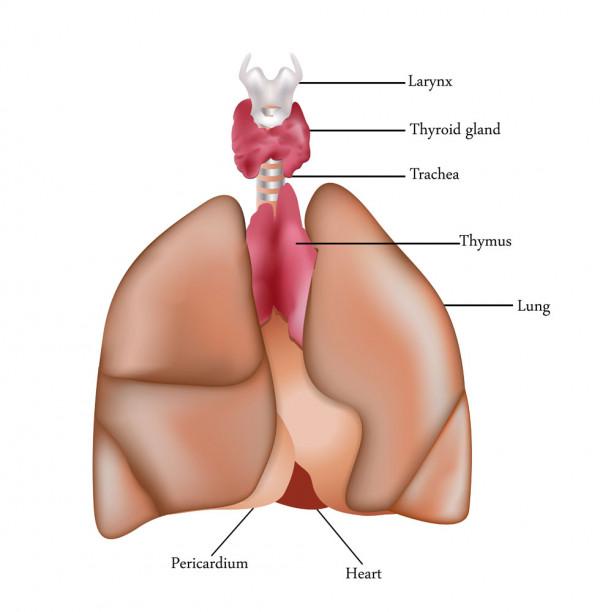 >咳嗽卡痰原因是肺胃出问题 4痰型体质这样吃