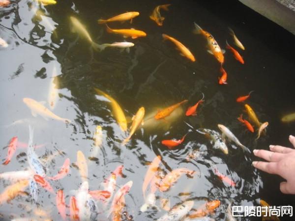 荷兰男子运河放生280条金鱼被投诉 或破坏当地生态