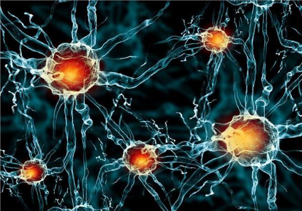 戴建武内源神经干细胞 皮肤细胞经三维培养变身神经干细胞