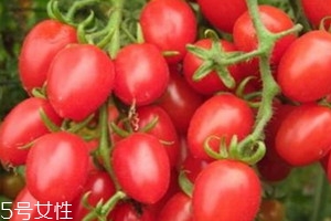 樱桃蕃茄几月播种 樱桃蕃茄怎么种植