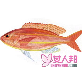 【金线鱼】金线鱼的做法_金线鱼的营养价值
