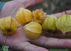 花姑娘水果怎么吃？花姑娘水果吃之前要洗吗？