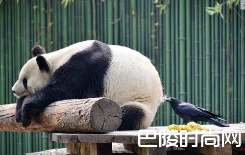 乌鸦拔熊猫毛搭窝？哈哈笑死了 中国哪些地方可以看到大熊猫