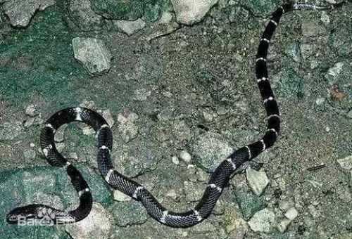 印度环蛇爬上床 男子发现一口咬死蛇(图)
