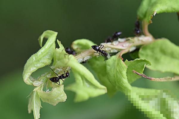 >黑蚂蚁的功效与作用_黑蚂蚁营养价值及食用禁忌推荐分类