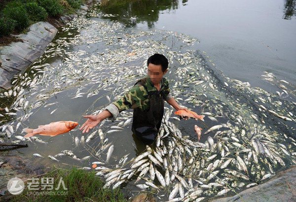 >高州南塘一鱼塘出现12万尾死鱼 损失逾40万