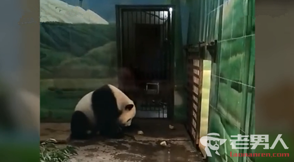 >武汉大熊猫遭虐待 涉事饲养员已被停职检查