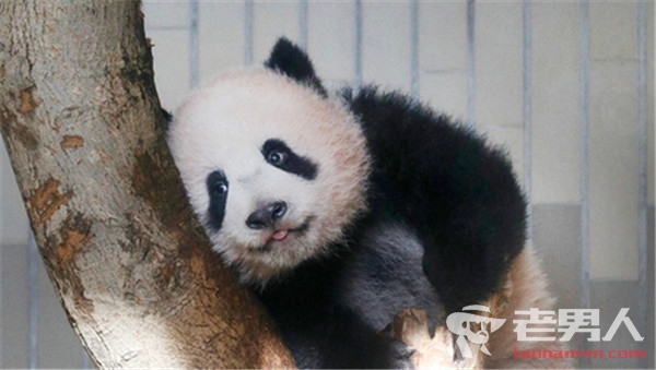 日本熊猫宝宝香香加班接客 只因每天游客由2000人增至9500人