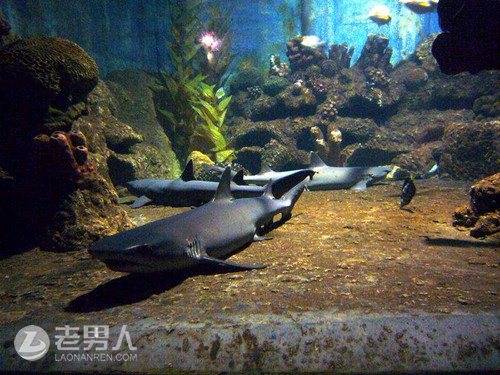 墨西哥一水族馆突然迸裂导致鲨鱼“游街” 吓坏路人