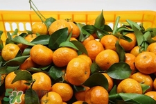 冰糖橘怎么保存？冰糖橘的储存方法