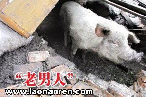肥猪在地震废墟存活36天[图]