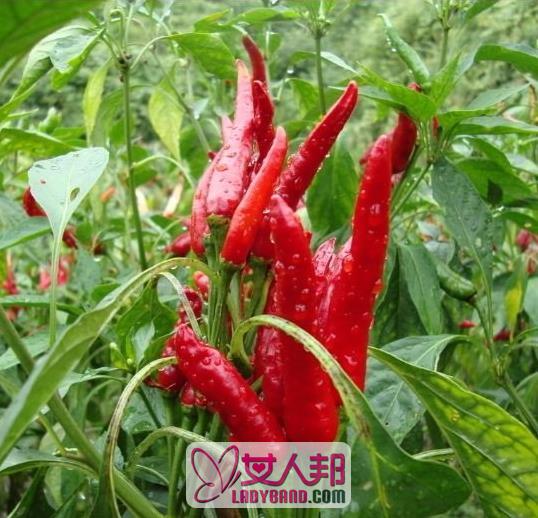 >朝天椒的营养价值与功效 朝天椒的食用方法