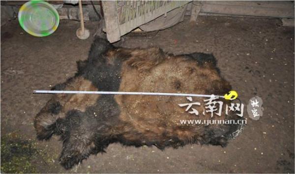 >杨琨案宣判 猎杀大熊猫案宣判 9人因非法猎捕被判1至13年有期