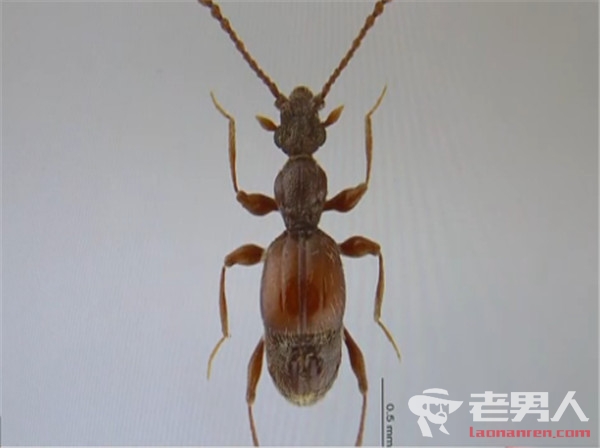 上海现昆虫新物种 可喷射高温化学物质