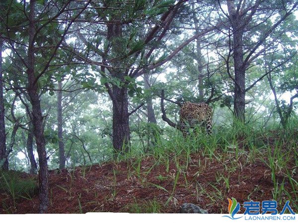 黑龙江拍到东北豹 它是濒临灭绝的物种之一