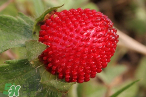 >蛇莓是野草莓吗？蛇莓和野草莓的区别