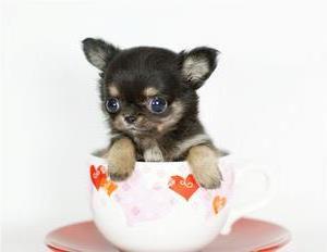 【最小的狗茶杯犬资料】茶杯犬是最小的狗吗?