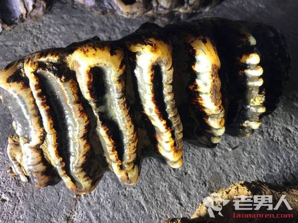 陕西汉中发现剑齿象化石 如玉石一般十分坚固耐磨