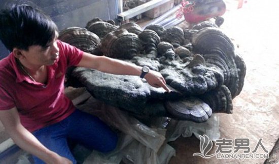 >越南发现1.7米长巨型灵芝 重达220公斤(图)