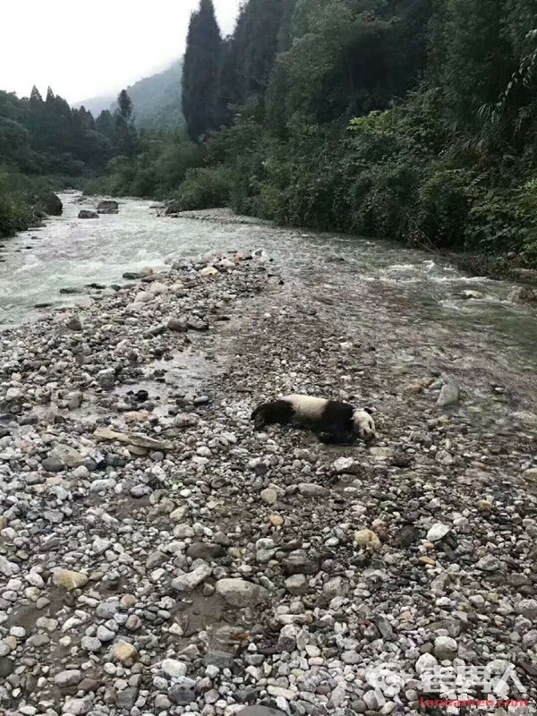 成都野生大熊猫溺亡 疑因暴雨遭遇山洪致死