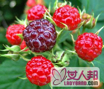 >【山莓】山莓和覆盆子的区别_山莓多少钱一斤