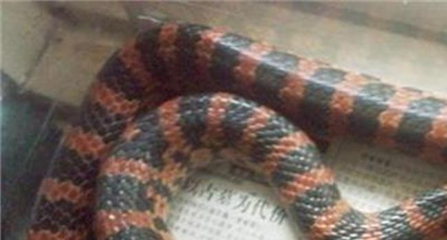 【赤链蛇是保护动物吗】赤链蛇虽然属于无毒蛇类但它也有毒!