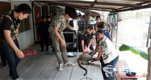 泰国女子将猛兽当宠物养 出门遛豹子吓坏邻居