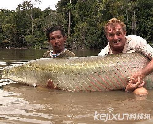世界最大的鱼 十种世界最大的鱼全集