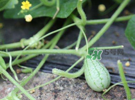拇指西瓜什么时候种植最好？拇指西瓜哪里可以买到