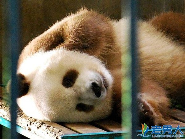 陕西惊现棕白色大熊猫 网友调侃：褪色了妈妈没墨了